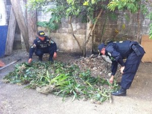 seized orchids