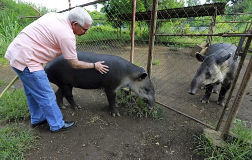 NICARAGUA, Masaya : Dr Eduardo Sacasa pets a Tapir at the zoo in Masaya on September 25, 2013. The Zoo is preparing to release a couple of tapirs born in captivity, hoping to repopulate --and study through telemetry-- the behavior of these solitary mammal that have existed for 40 million years and is now an endagered species. AFP PHOTO/ INTI OCON