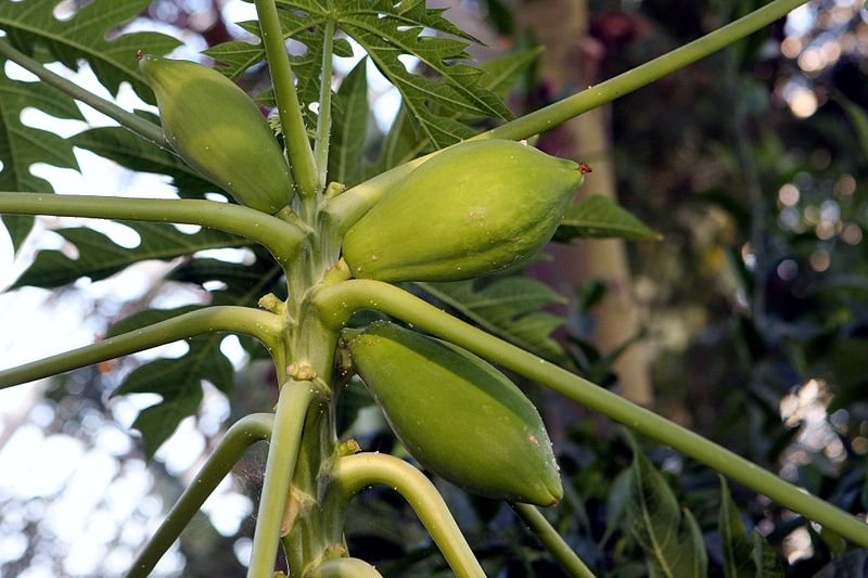 (Hardyplants / Creative Commons / CC)