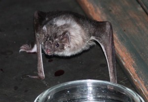 Vampire bat  (Photo: Ltshears - Own work. Licensed under CC BY-SA 3.0 via Commons)