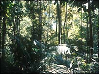 Rainforest in Costa Rica
