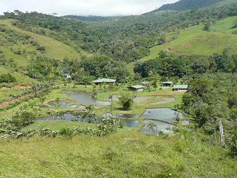 tilapia farm