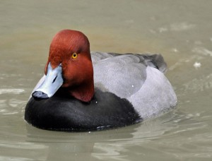 Redhead Duck (Aythya Americana)