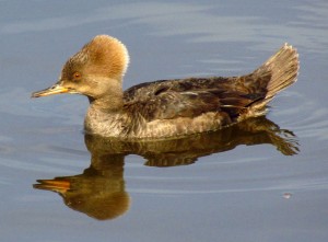 Hooded Merganser (Lophodytes cucullatus)