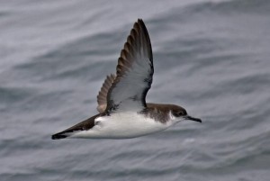 Manx Shearwater (Puffinus puffinus)