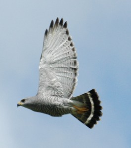 Grey Hawk (Buteo plagiatus) Grey Hawk (Buteo plagiatus)