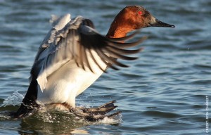 Canvasback (Aythya Valisineria)