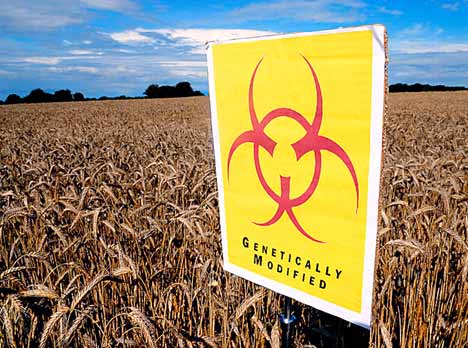 genetically modified corn sign
