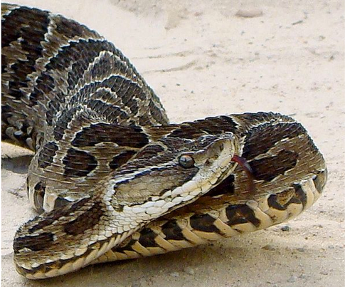 bothrops snake