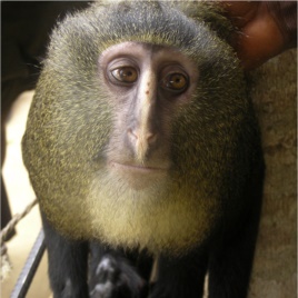 A new species of monkey found in the Democratic Republic of the Congo and identified as Lesula (Cercopithecus lomamiensis) is seen in this undated photograph from an article published September 12, 2012, in the science journal PLOS One.