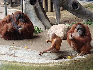 English: Male, female, and child Sumatran oran...