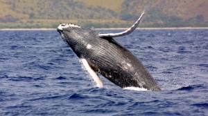 whales-dolphins