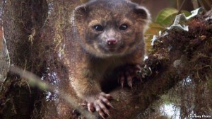 A team, led by Smithsonian scientist Kristofer Helgen, spent 10 years examining hundreds of museum specimens and tracking animals in the wild in the cloud forests of Ecuador. The result ― the newest species of mammal known to science, the olinguito (Bassaricyon neblina). (Credit: Mark Gurney)
