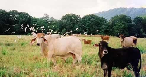 cows cattle
