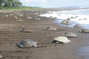 leatherback turtles