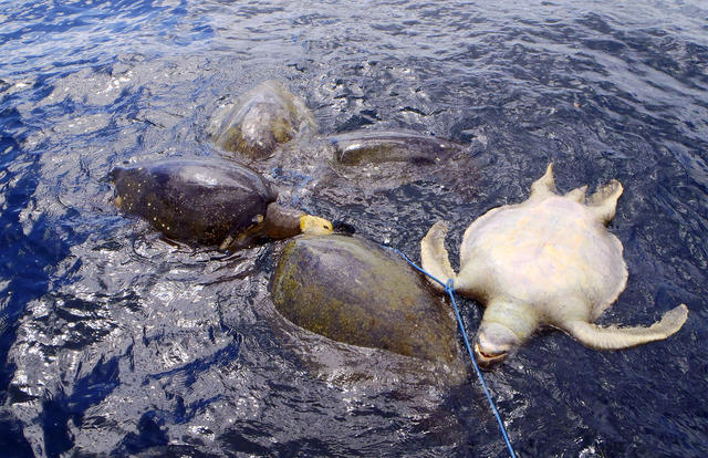Dead sea turtles