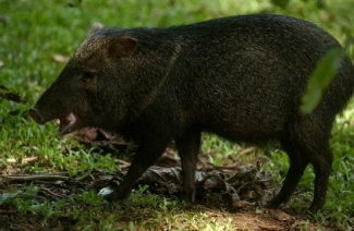 The Peccary, a pig-like mammal known locally as a “chancho de monte.” 