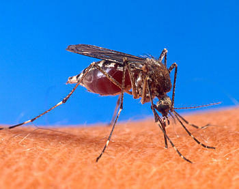 English: Stegomyia aegypti (formerly Aedes aeg...