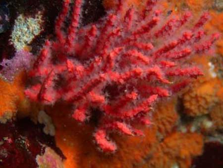 coral020414