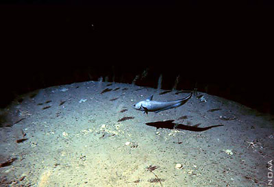 Photo courtesy of NOAA.