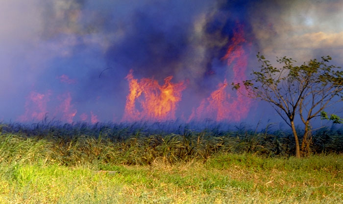 Before sugar cane is harvested, the entire field is burned, reducing the volume of the cane by burning off the leaves in order that more cane can fit on each truck. (Photo: Tom Davis)