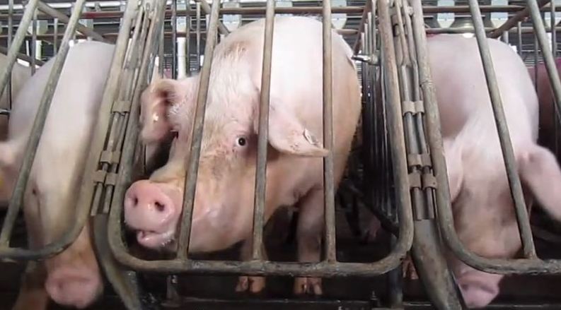 Currently, most mother pigs live nearly their entire lives like this. (Wikimedia Commons)