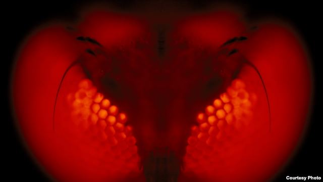 Scientists have engineered mosquitoes that produce almost exclusively male offspring. (Sinclair Stammers)