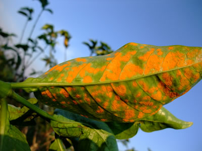 Coffee Rust