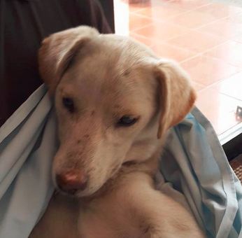 The dog above had to be euthanized after suffering severe sexual abuse. (Facebook)