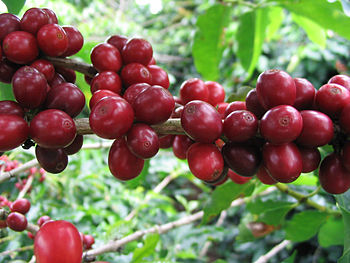 Ripe coffee beans