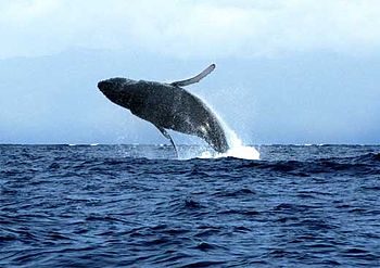 English: The Beautiful Humpback Whales off the...