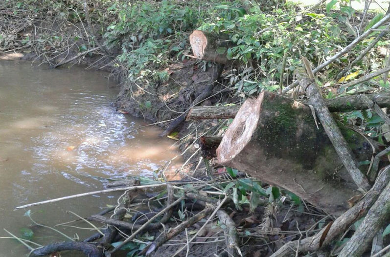 Some of the trees that Costa Rica says were cut down by Nicaraguan workers. (Foreign Ministry photo)