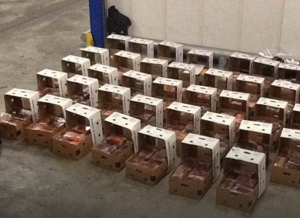 Some of the more than 3,000 kilos of cocaine discovered in a container from Costa Rica. (Courtesy of the Rotterdam port police)