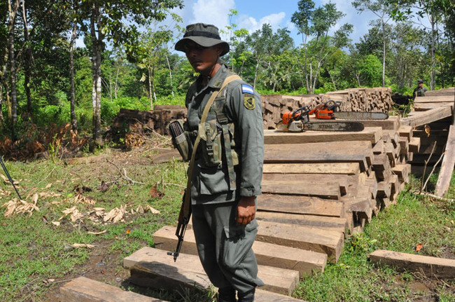 Safeguarding the environment: A member of the Nicaraguan Army’s Ecological Battalion (BECO) guards illegal harvested timber that soldiers seized during a security operation. Since it was launched in 2012 BECO has confiscated millions of board feet of illegally harvested timber. [Photo: Nicaraguan Army]