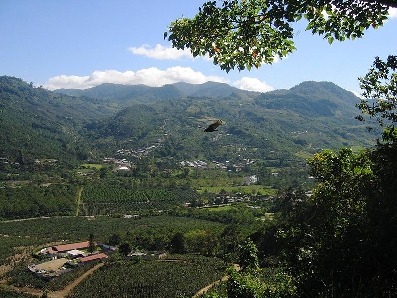 A coffee plantation in the Orosí valley (Wikimedia Commons)