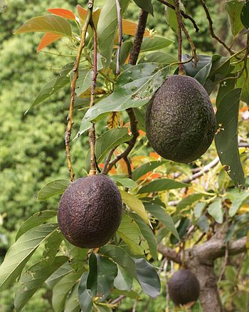 English: Avocados (Persea americana) Français ...