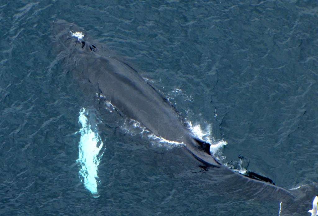A Humpback Whale surfaces. (Wikimedia Commons)