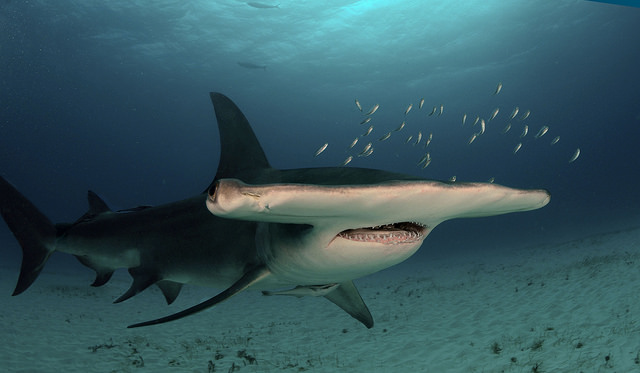 The great hammerhead is one of the species under moratorium. (Photo: Albert Kok - Own work. Licensed under CC BY-SA 4.0 via Creative Commons)